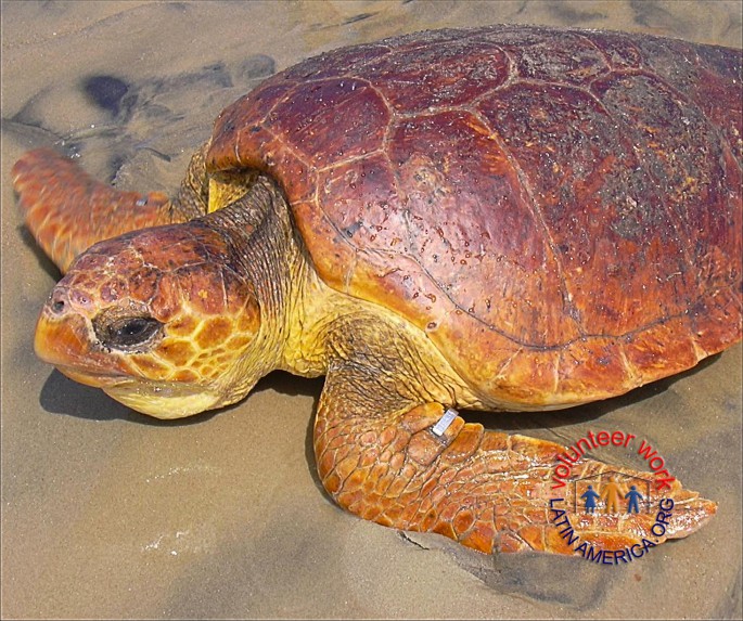 sea-turtles-in-uruguay