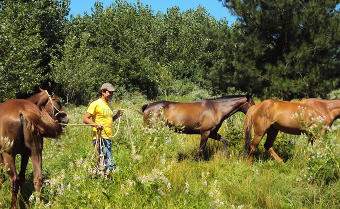 Volunteers can work either in farms, hotels or resorts and travel agencies in Chile